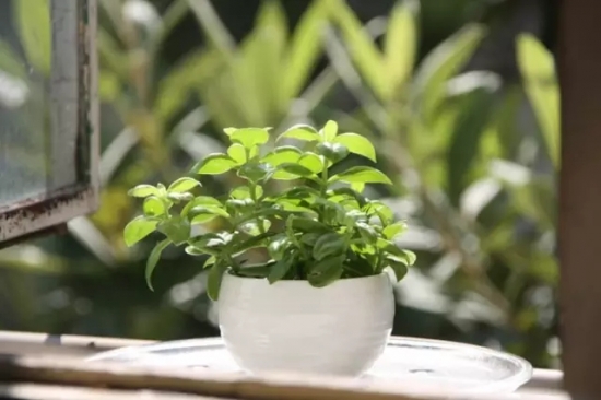 长期外出家中无人浇花如何办？