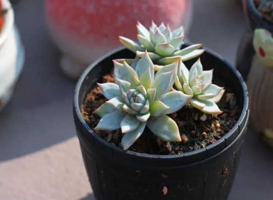 长期外出家中无人浇花如何办？