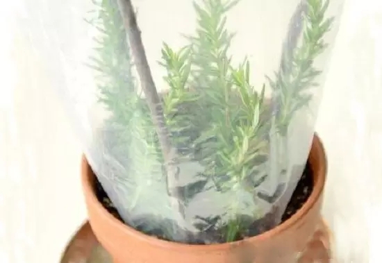 长期外出家中无人浇花如何办？