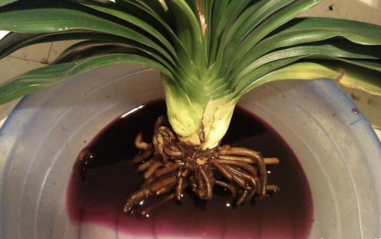 植物烂根如何处理：剪除烂根部分，伤口消毒，重新栽种