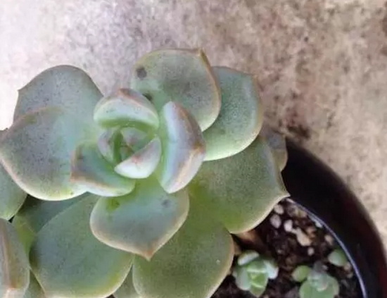 20种植物病害表现，看完你就是植物医生