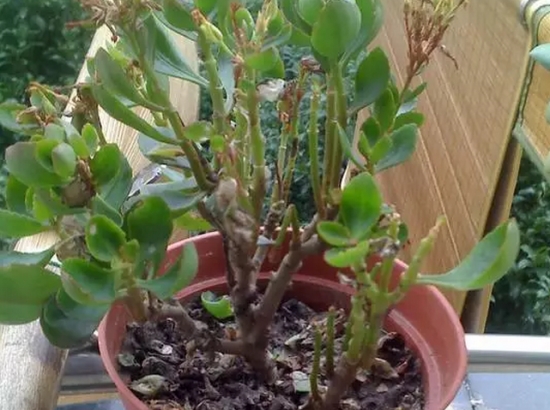 20种植物病害表现，看完你就是植物医生