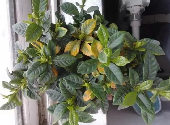 20种植物病害表现，看完你就是植物医生