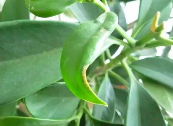 20种植物病害表现，看完你就是植物医生