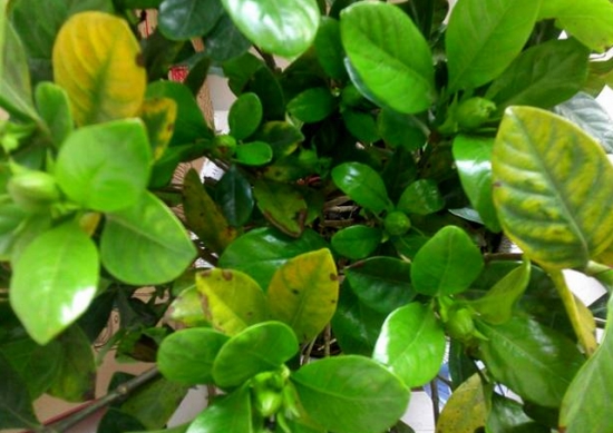 20种植物病害表现，看完你就是植物医生