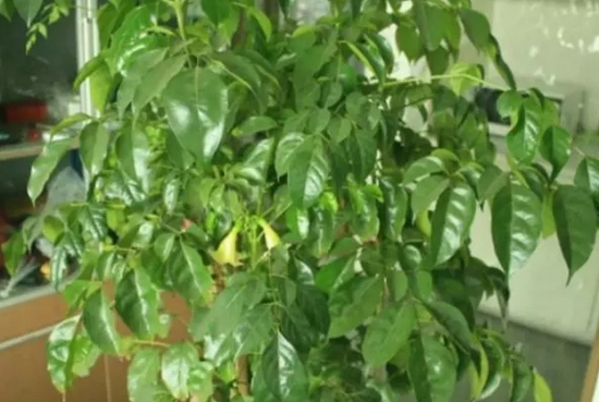 20种植物病害表现，看完你就是植物医生