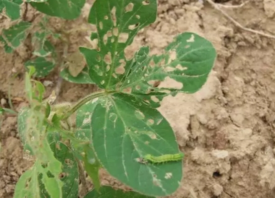 20种植物病害表现，看完你就是植物医生