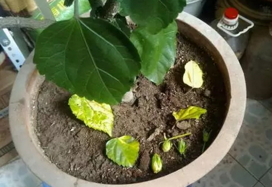 20种植物病害表现，看完你就是植物医生