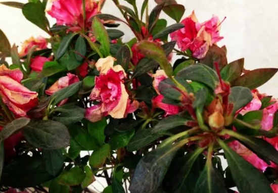 20种植物病害表现，看完你就是植物医生