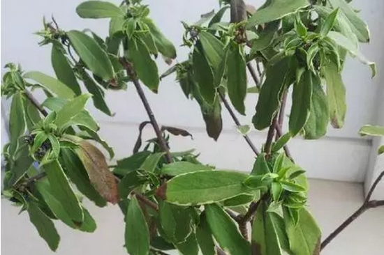 20种植物病害表现，看完你就是植物医生