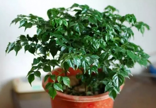 20种植物病害表现，看完你就是植物医生