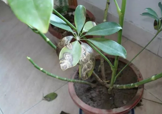 20种植物病害表现，看完你就是植物医生