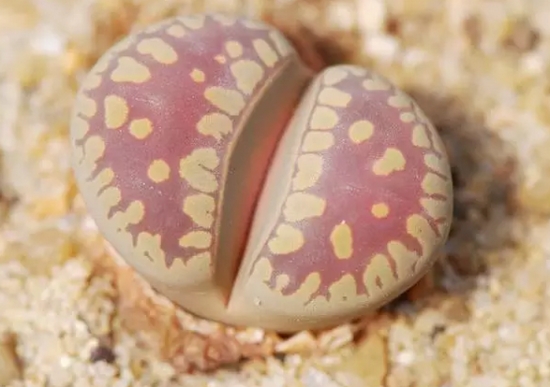 20种植物病害表现，看完你就是植物医生