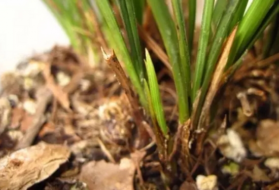 20种植物病害表现，看完你就是植物医生
