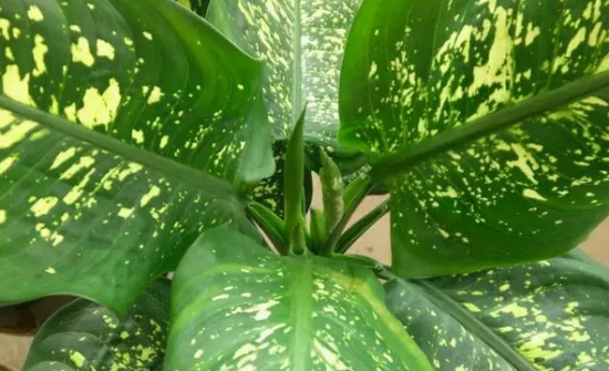 20种植物病害表现，看完你就是植物医生