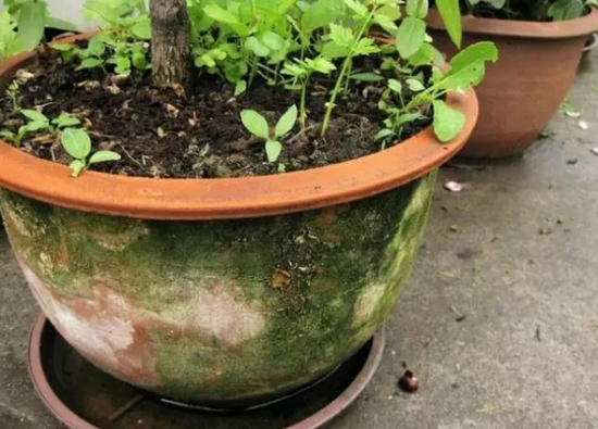 20种植物病害表现，看完你就是植物医生