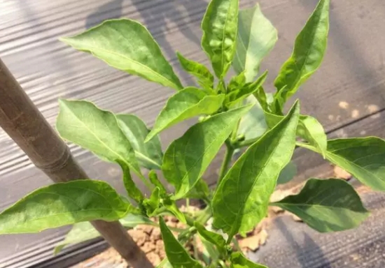 20种植物病害表现，看完你就是植物医生