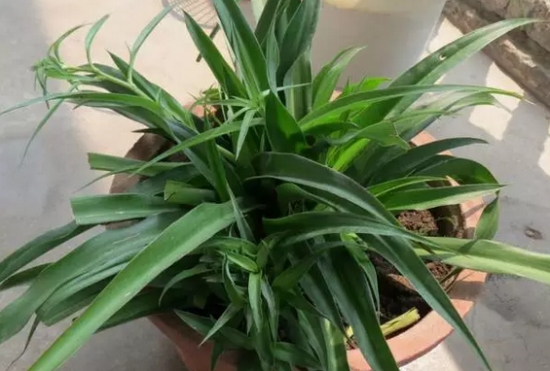 20种植物病害表现，看完你就是植物医生