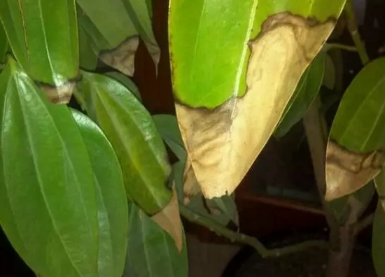 20种植物病害表现，看完你就是植物医生