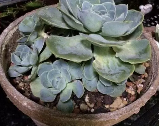 20种植物病害表现，看完你就是植物医生