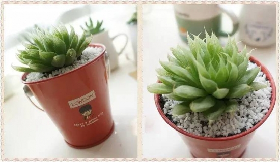 新手必看！关于多肉养殖的10个问题