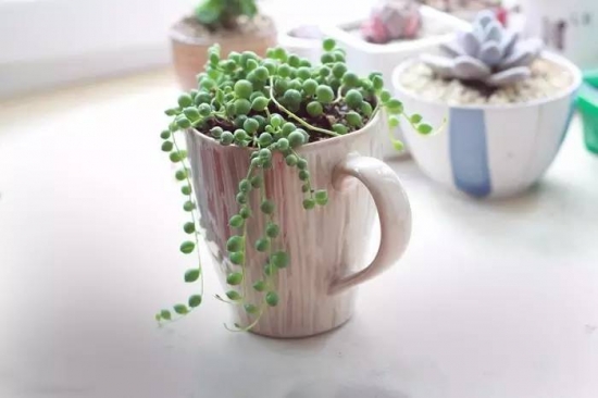 新手必看！关于多肉养殖的10个问题