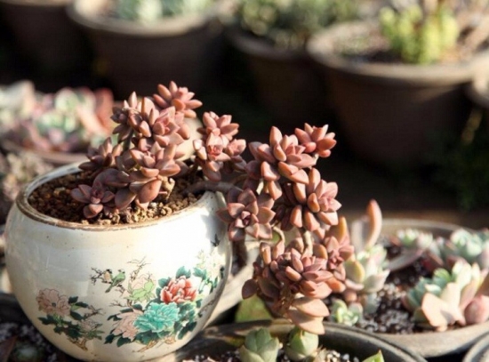 新手必看！关于多肉养殖的10个问题