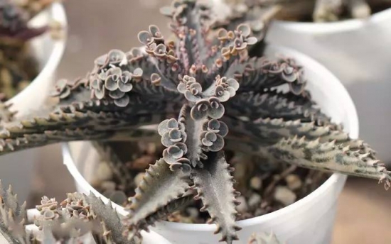 新手必看！关于多肉养殖的10个问题