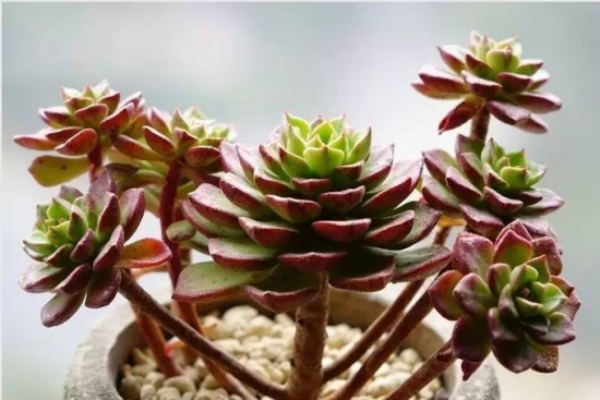 新手必看！关于多肉养殖的10个问题