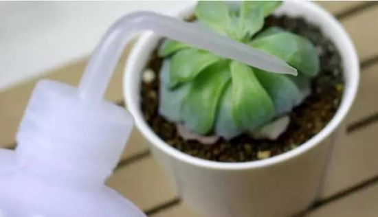 新手必看！关于多肉养殖的10个问题