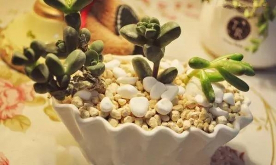 新手必看！关于多肉养殖的10个问题