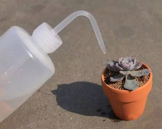 新手必看！关于多肉养殖的10个问题