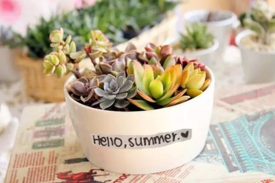 新手必看！关于多肉养殖的10个问题