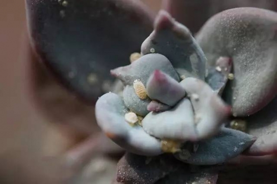 新手必看！关于多肉养殖的10个问题