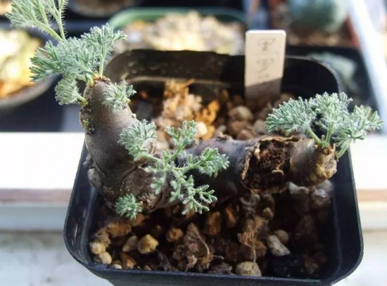 新手必看！关于多肉养殖的10个问题