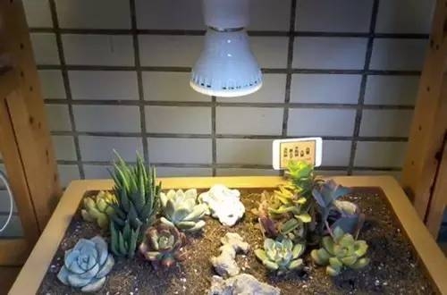 新手必看！关于多肉养殖的10个问题