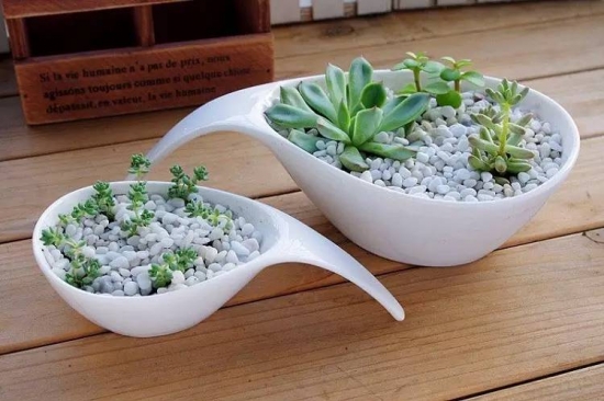 新手必看！关于多肉养殖的10个问题