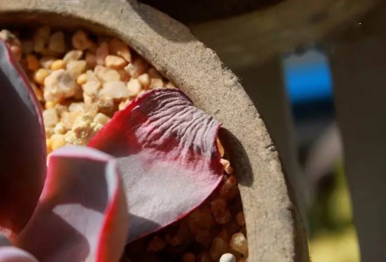 新手必看！关于多肉养殖的10个问题