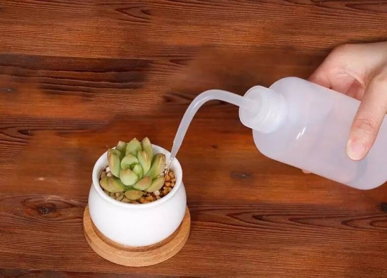 新手必看！关于多肉养殖的10个问题