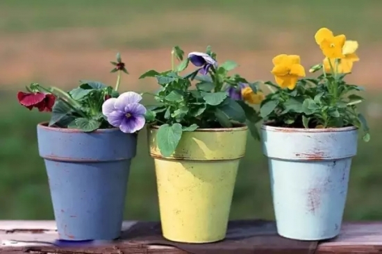 家庭养花如何正确的选择花盆