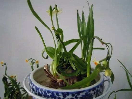 家庭养花如何正确的选择花盆