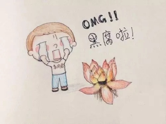 夏季如何预防多肉黒腐病