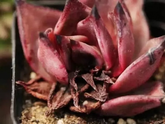 夏季如何预防多肉黒腐病