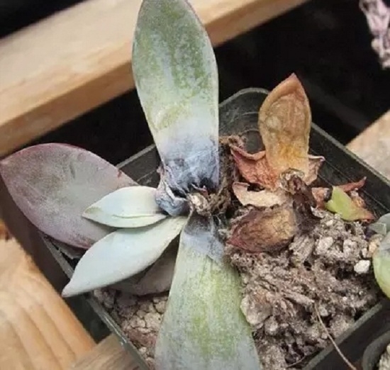 夏季如何预防多肉黒腐病