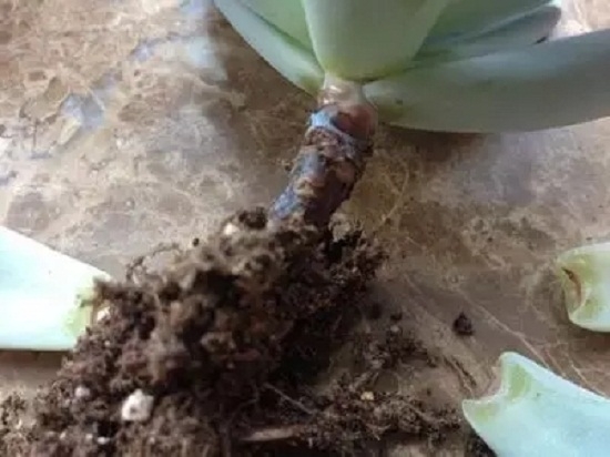 夏季如何预防多肉黒腐病