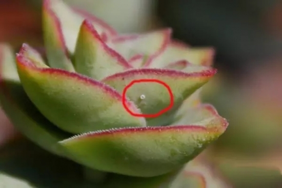 夏季如何预防多肉黒腐病