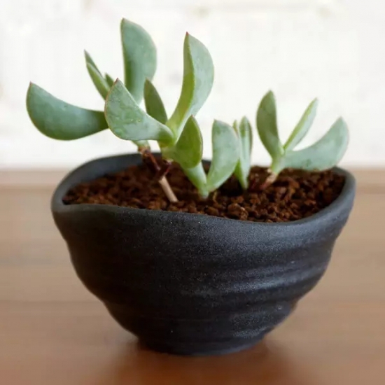 夏季如何预防多肉黒腐病