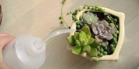 夏季如何预防多肉黒腐病