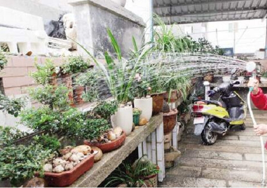 自来水能直接用来浇花吗 自来水能直接用来浇花吗:自来水浇花之前最好先晾晒一晚