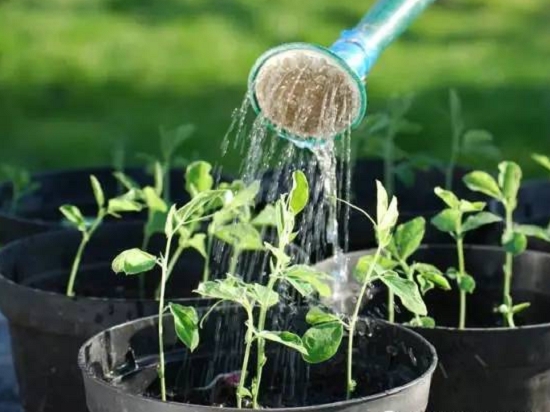 自来水能直接用来浇花吗 自来水能直接用来浇花吗:自来水浇花之前最好先晾晒一晚